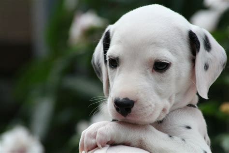 We do not have a physical location to see or pickup puppies from. The Cutest Dalmatian Puppy Videos of 2017