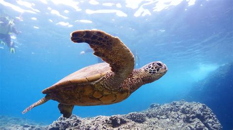 Where To Snorkeling In Oahu Hawaii Real Nature Tours