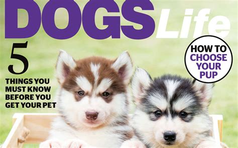 Dogslife Issue 141 Out Now Dogslife Dog Breeds Magazine