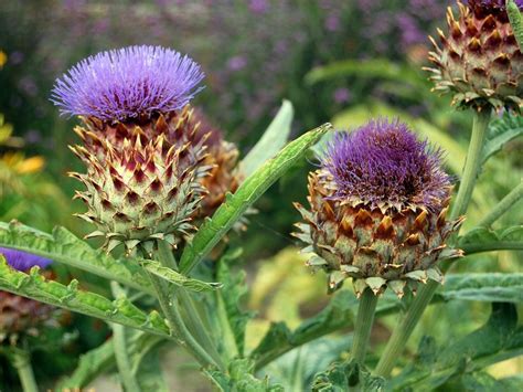 Some cacti bloom most of the year, while others only bloom when the days are short. All About Artichokes | A Narrative of the University of ...