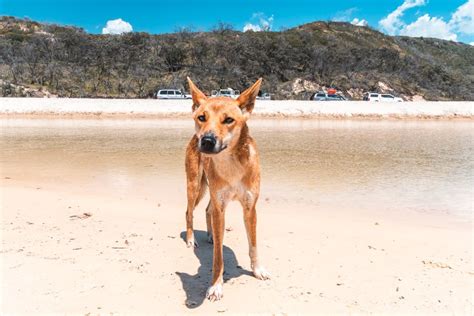 Dingoes On Fraser Island Fraser
