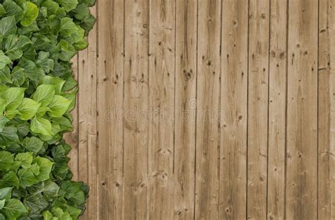 Wood Texture Background Ivy Stock Photo Image Of Brown Modern