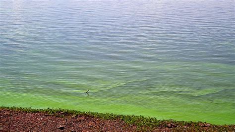 Alerta Por La Presencia De Algas Tóxicas En Las Costas Del Río Paraná Infobae