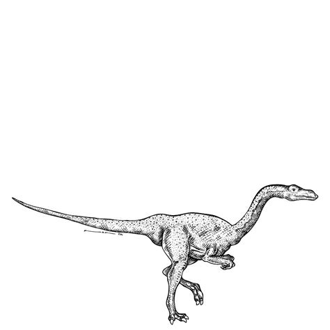 Segisaurus Drawing By Karl Addison Fine Art America