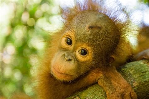 17 Impossibly Cute Pictures Of Baby Orangutans With Images Baby
