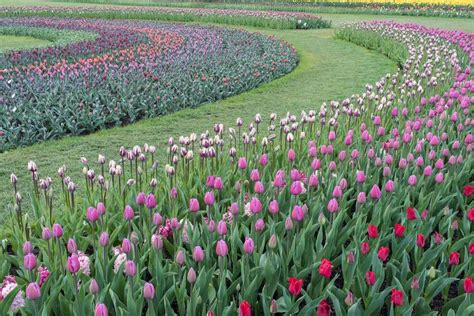 Festival De Tulipanes En El Valle De Skagit En Estados Unidos