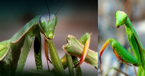 Check spelling or type a new query. Praying mantis: African natural pregnancy test ...