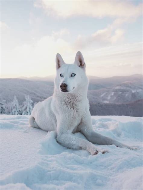 White Siberian Husky Wallpaper 📱 Wallery