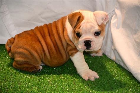 As adorable as they are, bull dogs are not as predictable in behavior as the traditional house dog. AKC registered English Bulldog puppies. for Sale in San Diego, California Classified ...