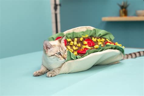 How To Make A Diy Cat Taco Costume Costume For Cat
