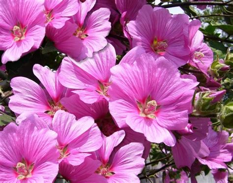 Rose flowers free stock photos download 11 612 free stock. Pink mallow flower flowers Free stock photos in JPEG (.jpg ...