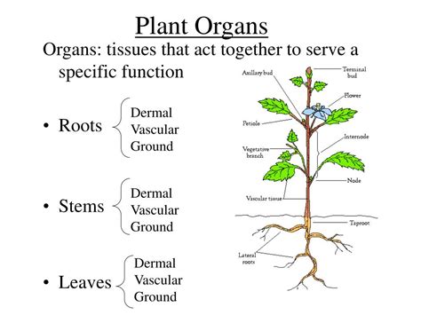 Ppt Plant Tissues And Organs Powerpoint Presentation