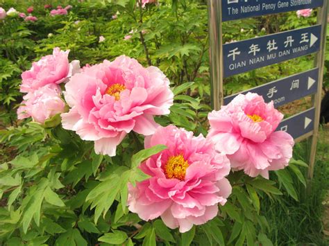 Chinese Luoyang Peony Festival King Of Flowers By Minasitirith On