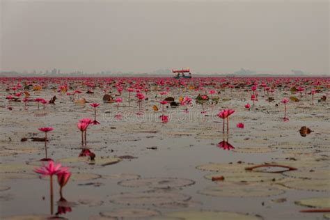Red Lotus Lake Thailand Stock Photo Image Of Adventure 182706448