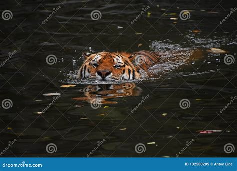 Siberian Amur Tiger Swimming In Water Stock Image Image Of Angle