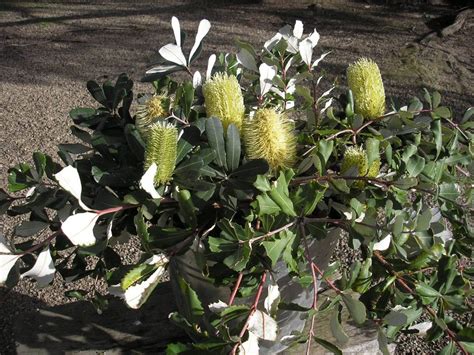 Banksia Banksia Integrifolia Prostrate ‘roller Coaster Native