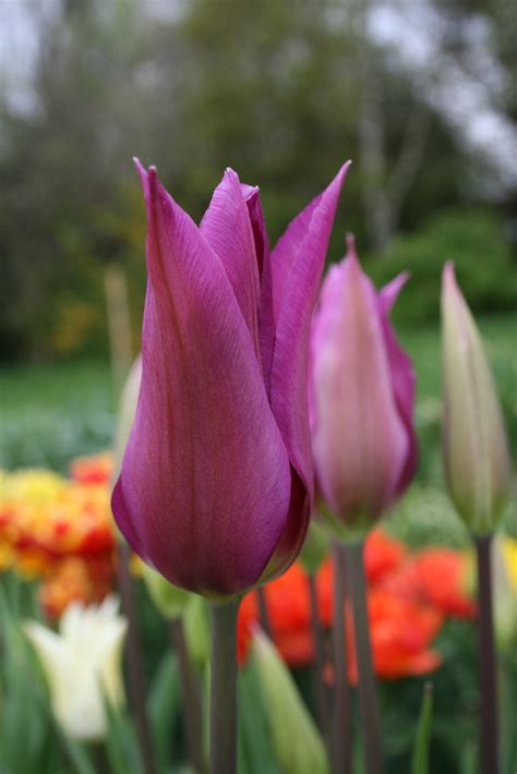 Tulip Purple Dream Lily Flowered Tulip Bulbs Gee Tee Bulbs Uk