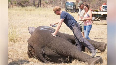 New Photos Video Show Prince Harry Saving Elephants In Africa Abc News