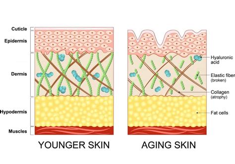 Skincare Basics The Low Down On Collagen Health And Aesthetics