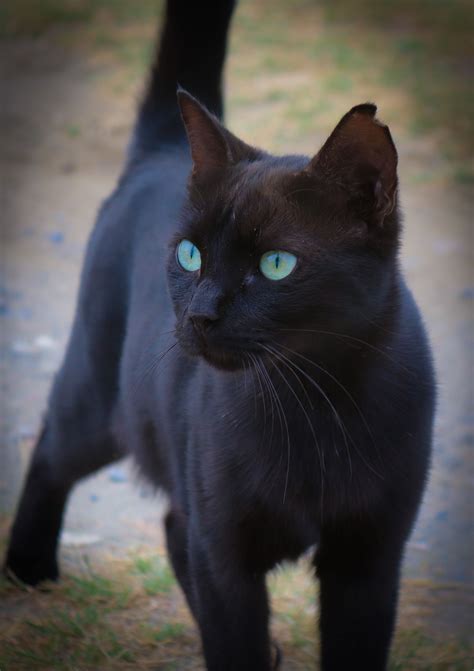 Black Cat With Blue Eyes For Sale Leeann Gallagher
