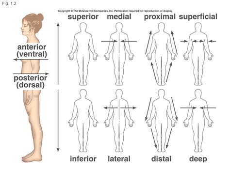 Organization Of The Body Anatomy And Physiology Directional Terms