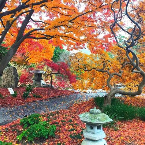 Japanese Garden In Fall At The Norfolk Botanical Garden Japanese