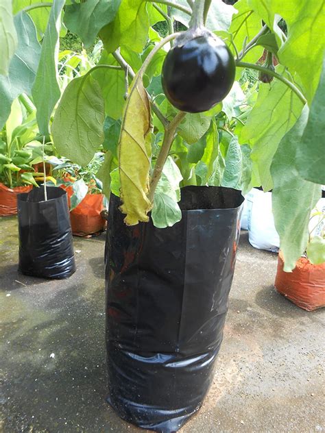 Brinjal live plant for kitchen garden - Bonsai Plants Nursery