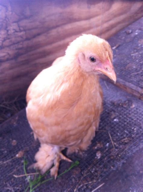 3 Month Bantam Cochins Help With Sexing Backyard Chickens Learn How To Raise Chickens