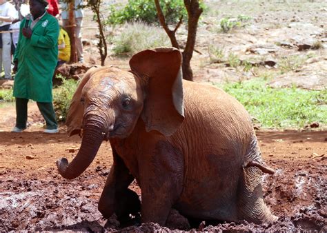 Nairobi Daphne Sheldrick Elephant Orphanage The Sheldrick Flickr
