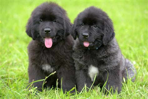 Fun Facts About Newfoundlands Greenfield Puppies