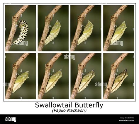 Swallowtail Butterfly Papilio Machaon Chrysalis Forming On Stem Full