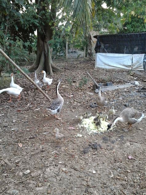 Berita terkini gamba2 sudah dipost semua sudah tiada maksudnya ayamnya sudah bertuan sudah jauh pergi. AYAM SABUNG ANGAHZUL