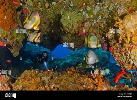Underwater Sea Life Komodo Indonesia Scuba Diving Diver Cave Bat