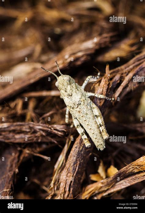 Grasshopper In Detail Hi Res Stock Photography And Images Alamy