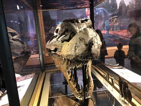 Twisted Skull Of The Largest T Rex Sue Ever Found On Display At The
