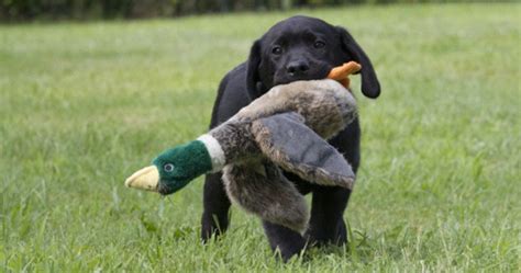 When to introduce water and food. 11 Hunting Lab Puppies Practicing with Their Ducky Toys ...