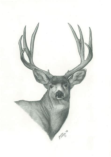 Mule Deer Drawing By Jennifer Slouha