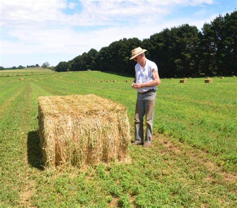 Lucerne Hay Large Square Bale Forbes Lucerne