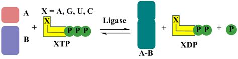 Ligase Enzyme Function Steps Of The Nick Sealing Reaction Catalyzed