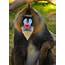 Mandrills Are The Largest Monkeys On Earth They Live In Huge Groups Of 