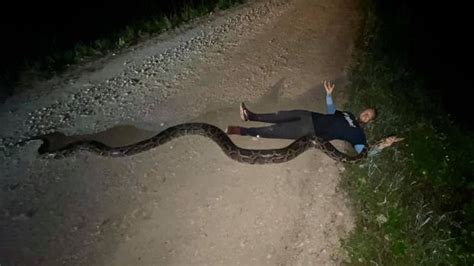 WATCH Moment Australian Wildlife Expert Matt Wright S Babe Son Pulls Feet Snake By Its Tail