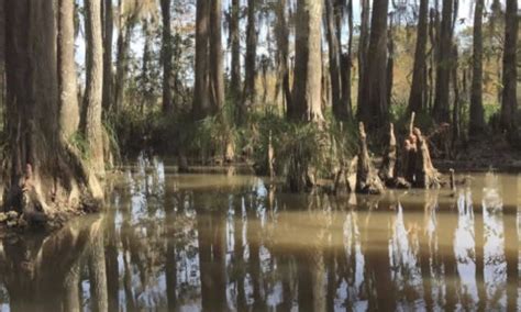 Honey Island In Louisiana Location Map Swamp Tour Operators And