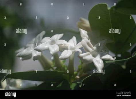 Stephanotis Floribunda White Waxy Flowers Common Names Madagascar