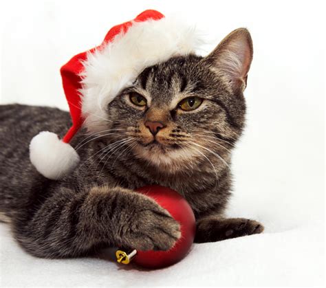 Use them in commercial designs under lifetime, perpetual & worldwide rights. 20 Cats Posing For Their Christmas Cards PICTURES - CatTime