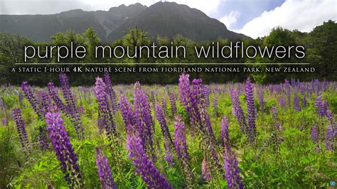 Purple Mountain Wildflowers 1 Hr Static Nature Video New Zealand 4k