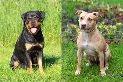 The List Of 8 Pit Bull And Rottweiler Mix