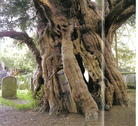 Oldest Trees Najstarsze Drzewa Meetings With Remarkable Trees