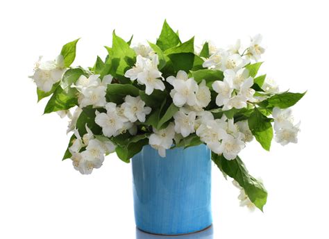 13 likes · 1 talking about this. All About Planting And Taking Care of the Star Jasmine ...