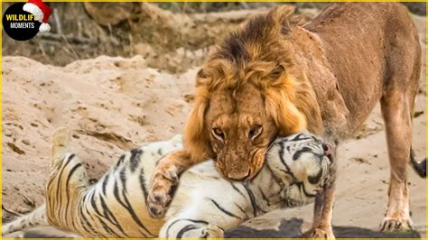 The Fierceness Of The Wіɩd World Lion аttасk And Take Dowп The Tiger Mlb Sport 24