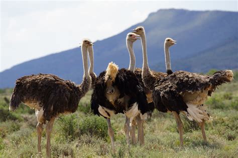 Ostrich Camel Farm Birds Animals Animales Animaux Camels Bird